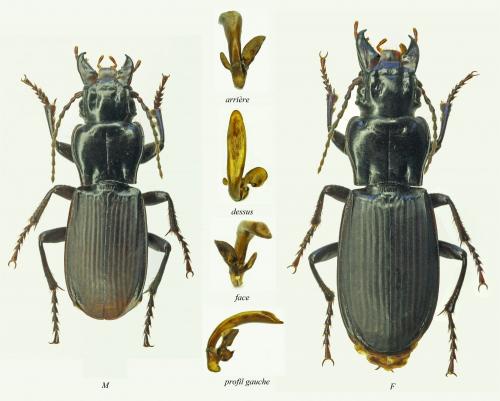 Percus corsicus